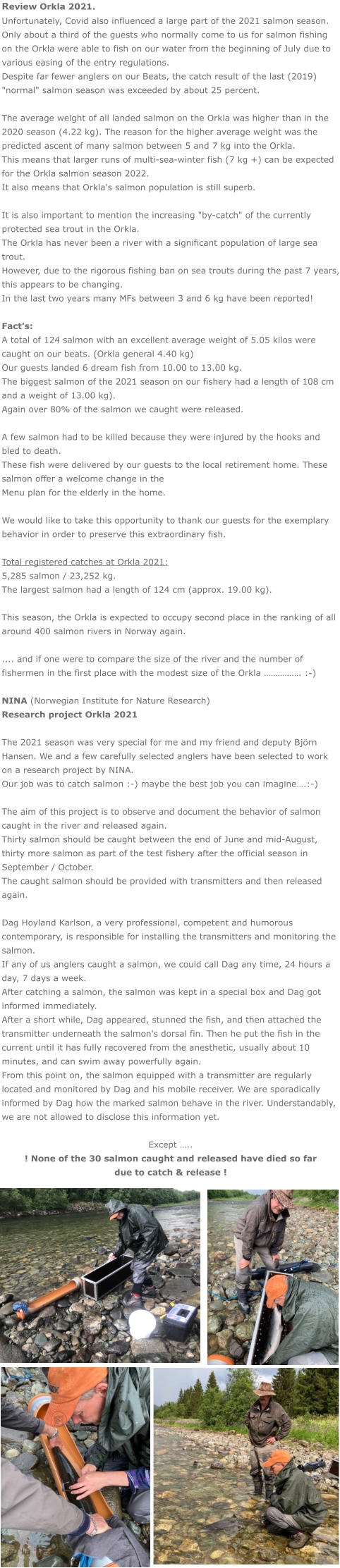 Review Orkla 2021. Unfortunately, Covid also influenced a large part of the 2021 salmon season. Only about a third of the guests who normally come to us for salmon fishing on the Orkla were able to fish on our water from the beginning of July due to various easing of the entry regulations. Despite far fewer anglers on our Beats, the catch result of the last (2019) "normal" salmon season was exceeded by about 25 percent.  The average weight of all landed salmon on the Orkla was higher than in the 2020 season (4.22 kg). The reason for the higher average weight was the predicted ascent of many salmon between 5 and 7 kg into the Orkla. This means that larger runs of multi-sea-winter fish (7 kg +) can be expected for the Orkla salmon season 2022. It also means that Orkla's salmon population is still superb.  It is also important to mention the increasing "by-catch" of the currently protected sea trout in the Orkla. The Orkla has never been a river with a significant population of large sea trout. However, due to the rigorous fishing ban on sea trouts during the past 7 years, this appears to be changing.  In the last two years many MFs between 3 and 6 kg have been reported!  Fact’s: A total of 124 salmon with an excellent average weight of 5.05 kilos were caught on our beats. (Orkla general 4.40 kg) Our guests landed 6 dream fish from 10.00 to 13.00 kg. The biggest salmon of the 2021 season on our fishery had a length of 108 cm and a weight of 13.00 kg). Again over 80% of the salmon we caught were released.  A few salmon had to be killed because they were injured by the hooks and bled to death. These fish were delivered by our guests to the local retirement home. These salmon offer a welcome change in the Menu plan for the elderly in the home.  We would like to take this opportunity to thank our guests for the exemplary behavior in order to preserve this extraordinary fish.  Total registered catches at Orkla 2021: 5,285 salmon / 23,252 kg. The largest salmon had a length of 124 cm (approx. 19.00 kg).  This season, the Orkla is expected to occupy second place in the ranking of all around 400 salmon rivers in Norway again.  .... and if one were to compare the size of the river and the number of fishermen in the first place with the modest size of the Orkla ……………. :-)  NINA (Norwegian Institute for Nature Research) Research project Orkla 2021  The 2021 season was very special for me and my friend and deputy Björn Hansen. We and a few carefully selected anglers have been selected to work  on a research project by NINA. Our job was to catch salmon :-) maybe the best job you can imagine….:-)  The aim of this project is to observe and document the behavior of salmon caught in the river and released again. Thirty salmon should be caught between the end of June and mid-August, thirty more salmon as part of the test fishery after the official season in September / October. The caught salmon should be provided with transmitters and then released again.  Dag Hoyland Karlson, a very professional, competent and humorous contemporary, is responsible for installing the transmitters and monitoring the salmon. If any of us anglers caught a salmon, we could call Dag any time, 24 hours a day, 7 days a week. After catching a salmon, the salmon was kept in a special box and Dag got informed immediately.  After a short while, Dag appeared, stunned the fish, and then attached the transmitter underneath the salmon's dorsal fin. Then he put the fish in the current until it has fully recovered from the anesthetic, usually about 10 minutes, and can swim away powerfully again.  From this point on, the salmon equipped with a transmitter are regularly located and monitored by Dag and his mobile receiver. We are sporadically informed by Dag how the marked salmon behave in the river. Understandably, we are not allowed to disclose this information yet.  Except ….. ! None of the 30 salmon caught and released have died so far  due to catch & release !